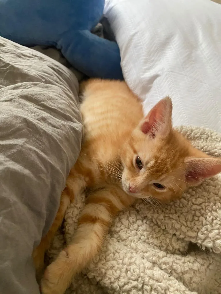 A baby small-sized male Domestic Short Hair cat named Cabadge Patchkins for adoption in Newnan, GA