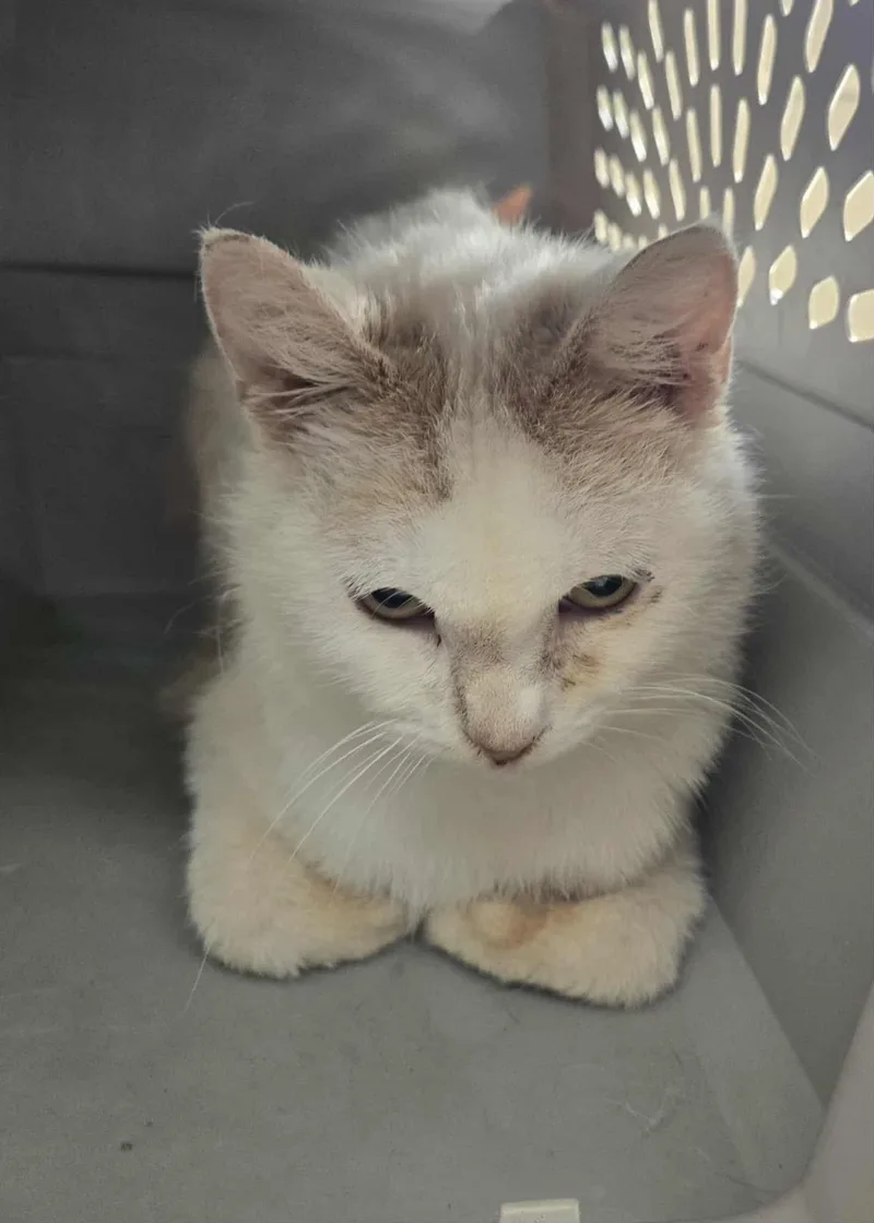 An adult medium-sized male White Domestic Short Hair cat named Wilson for adoption in Freeport, IL