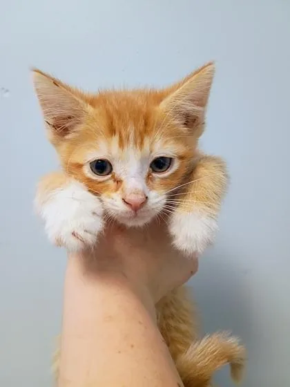 A young small-sized male Domestic Short Hair cat named Colonel Mustard for adoption in Beatrice, NE