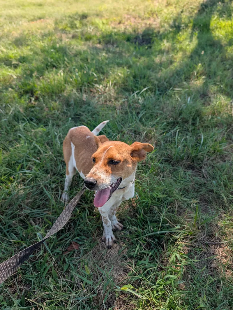 A young small-sized male Red / Chestnut / Orange Pointer dog named Gus for adoption in Lewisburg, TN