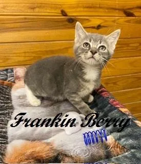 A baby medium-sized male Tabby (Gray / Blue / Silver) Tabby cat named Frankin Berry for adoption in Southern Pines, NC