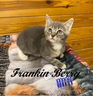 Frankin Berry thumbnail 2