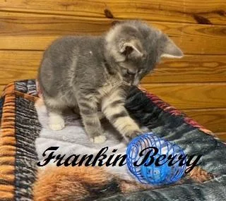 Frankin Berry thumbnail 3