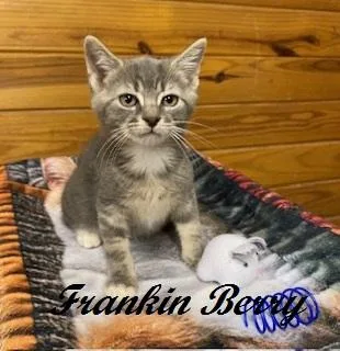 Frankin Berry thumbnail 4