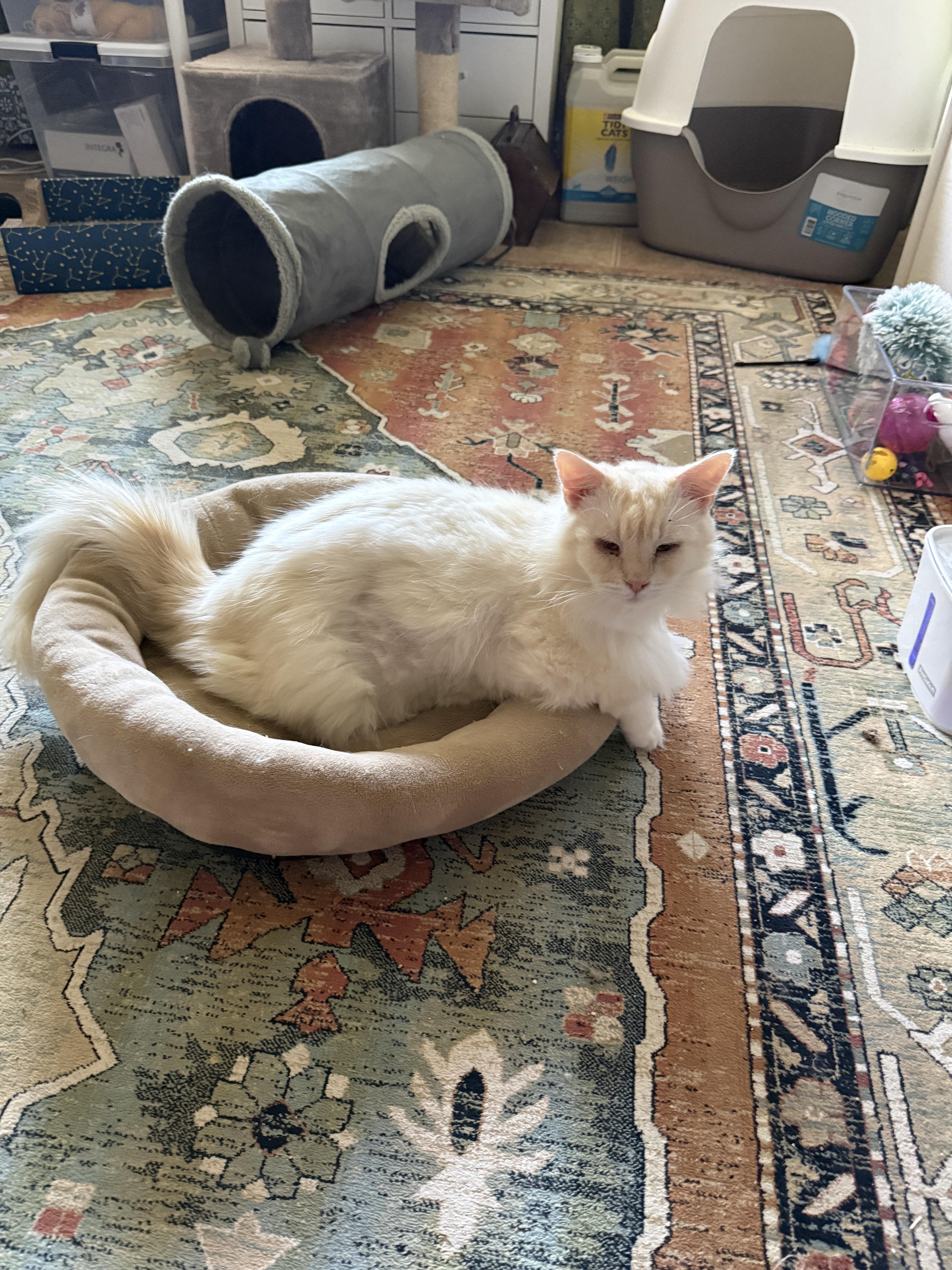 A young large-sized female Flame Point Siamese cat named Duchess for adoption in queen creek, AZ