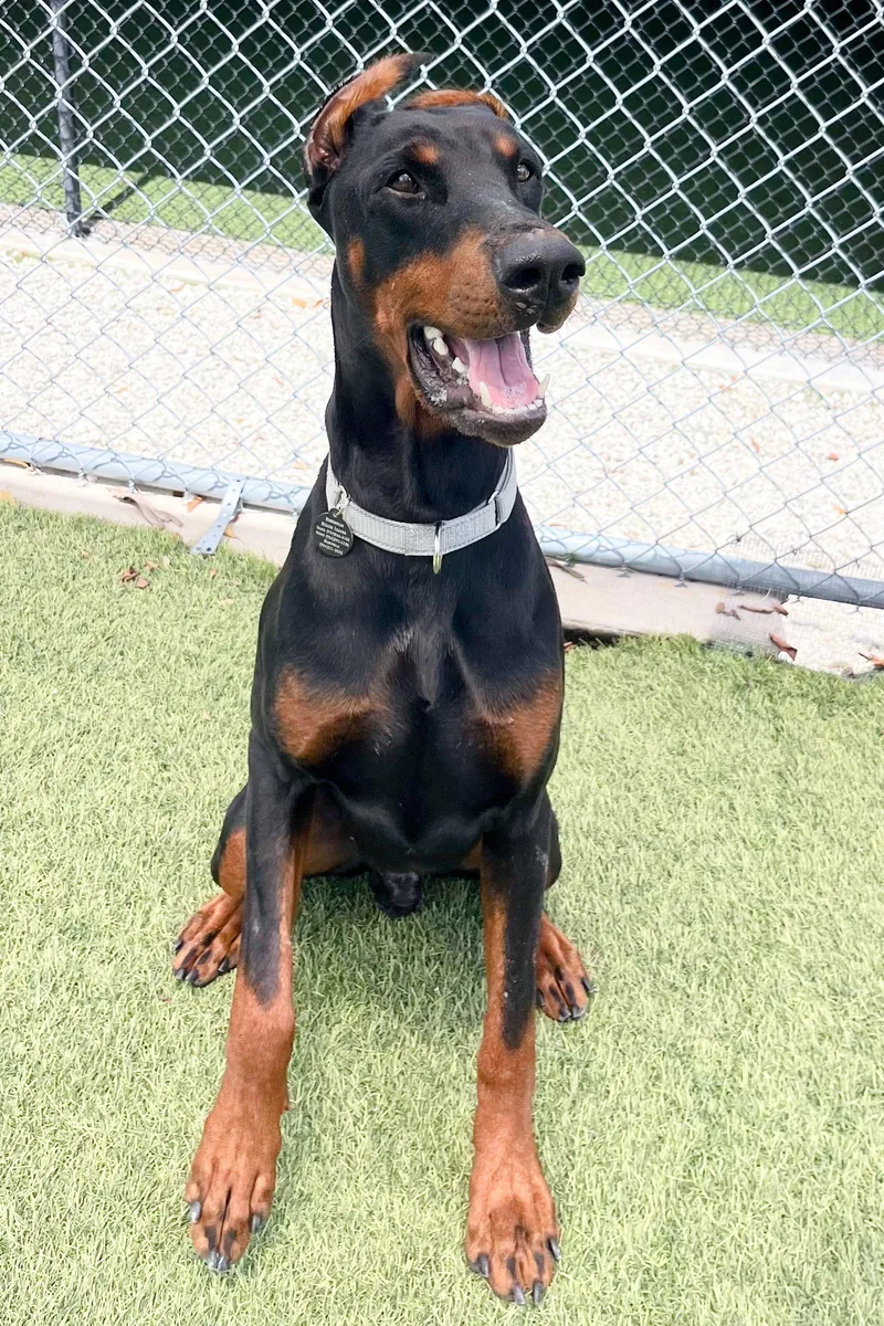 A young medium-sized male Doberman Pinscher dog named Cooper for adoption in Oakland Park, FL