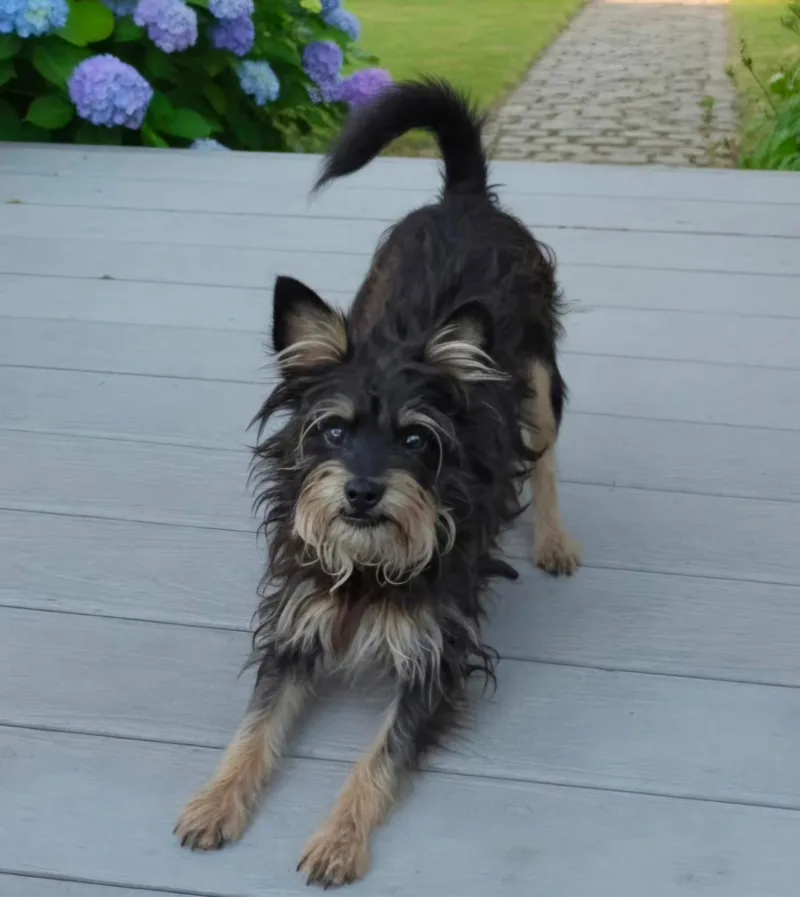 A young small-sized male Yorkshire Terrier dog named Salem for adoption in Hawthorne, CA