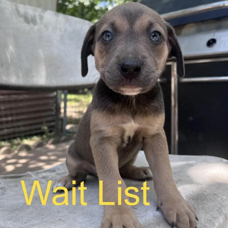 A baby medium-sized female Apricot / Beige American Staffordshire Terrier dog named Zara for adoption in Livingston, TX