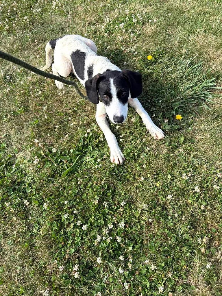 A baby medium-sized male Coonhound dog named Brian for adoption in Pierceton, IN