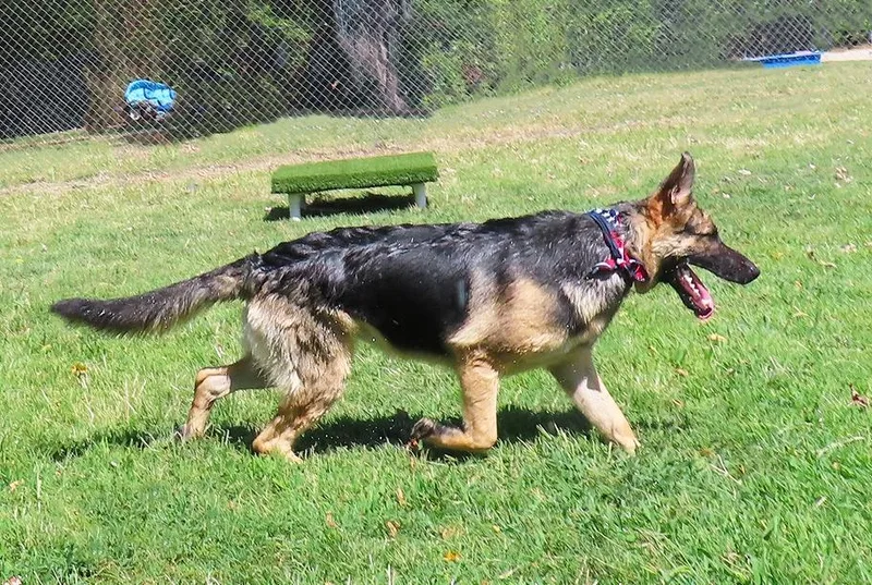 Nash CP