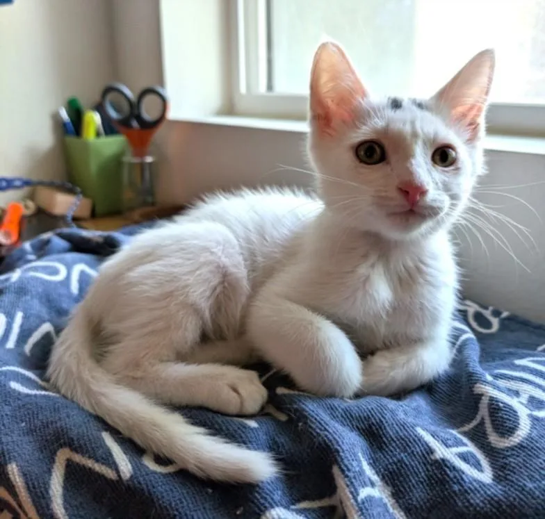 A baby small-sized male Domestic Short Hair cat named Hawk for adoption in Burbank, CA