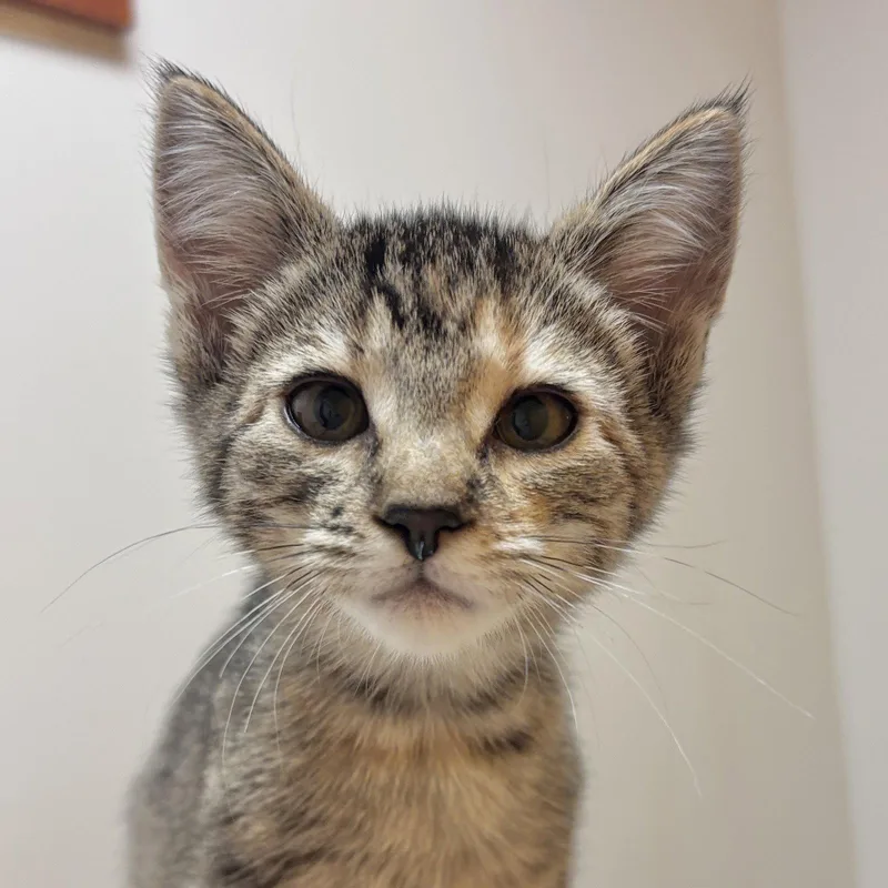 A baby medium-sized female Domestic Short Hair cat named Indie for adoption in Sonora, CA