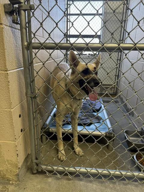 An adult large-sized male German Shepherd Dog dog named Behr for adoption in Fairfield, CA
