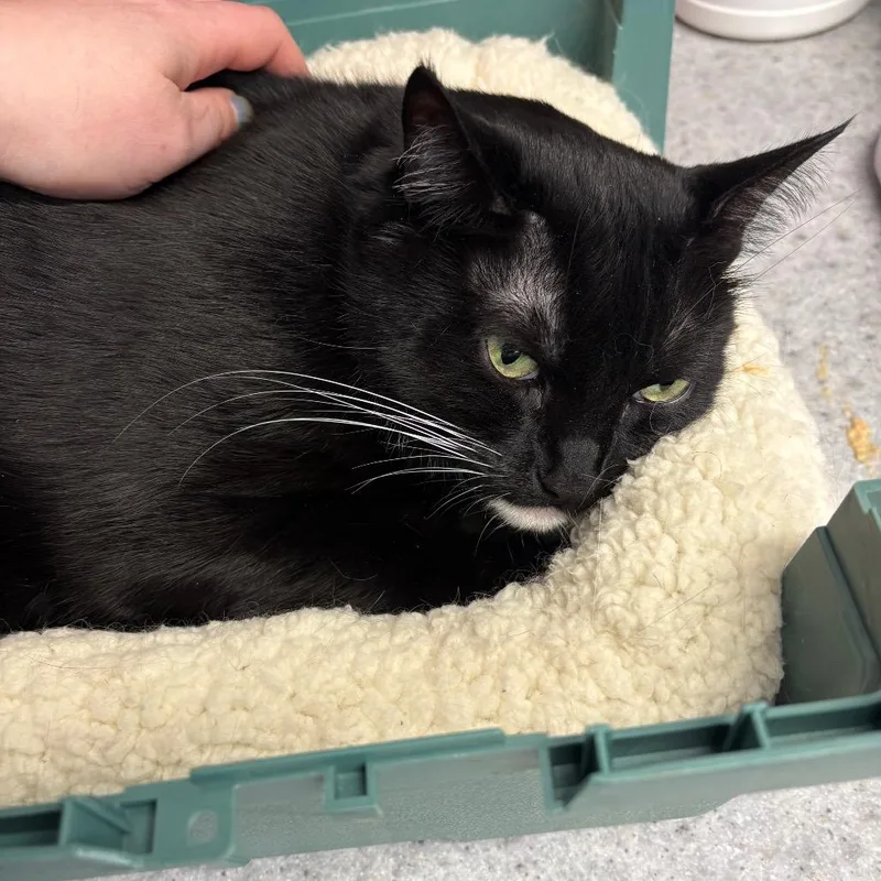 A senior extra large-sized female Black Domestic Short Hair cat named Shiki for adoption in Spokane, WA