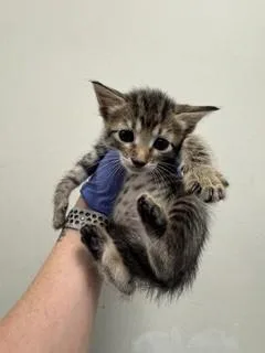 A baby small-sized female Domestic Short Hair cat named Tanya for adoption in Miami, FL
