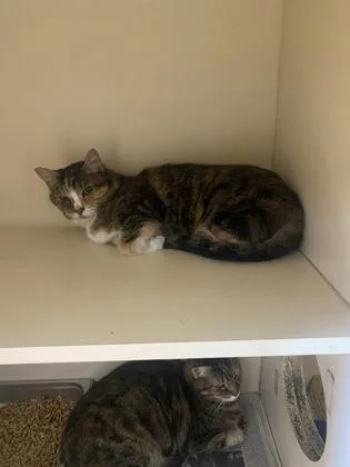 A senior large-sized female Domestic Short Hair cat named Jolena for adoption in Chamblee, GA