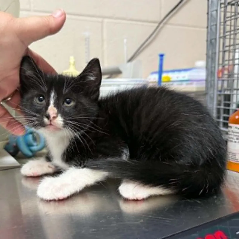 A baby small-sized male Black Domestic Short Hair cat named Ezekial for adoption in Hamilton, GA