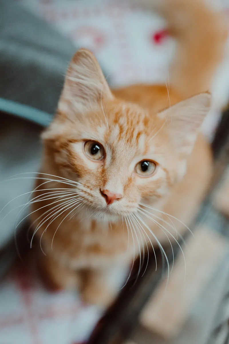 A young medium-sized male Orange & White Domestic Short Hair cat named Tangh for adoption in Le Mars, IA