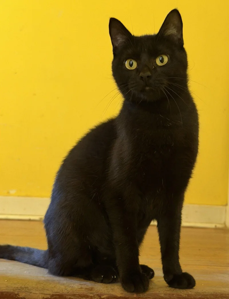 A young medium-sized female Black Domestic Short Hair cat named Ellie for adoption in Broomall, PA