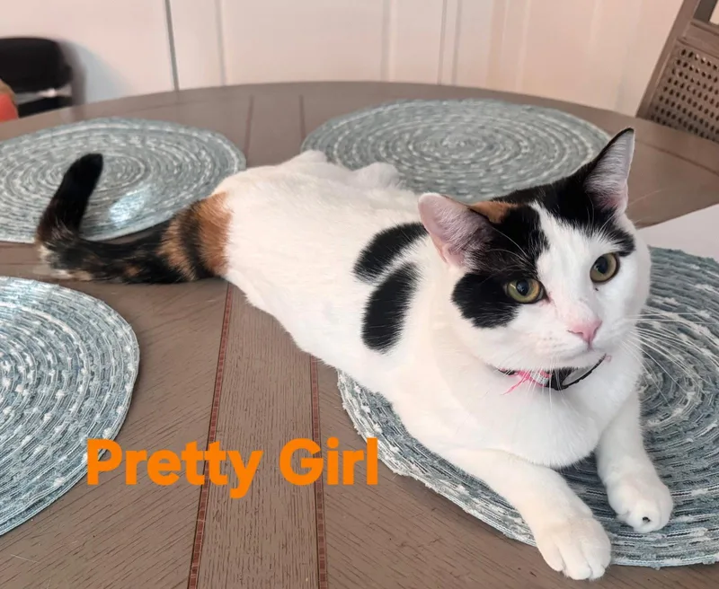 Pretty Girl