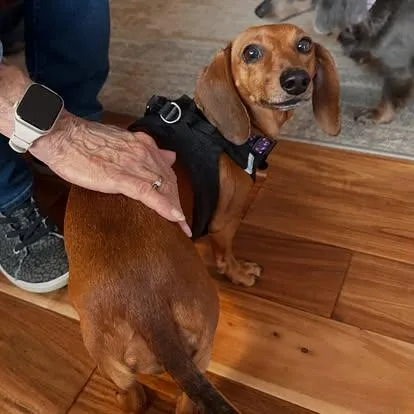 An adult small-sized female Red / Chestnut / Orange Miniature Dachshund dog named Dixie for adoption in Portland, OR