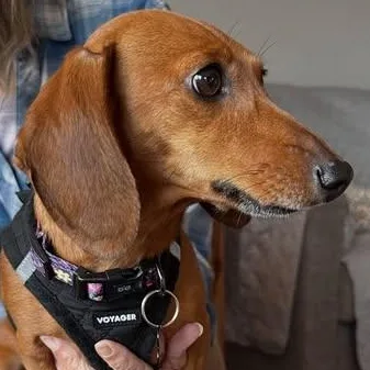 Dixie thumbnail 3