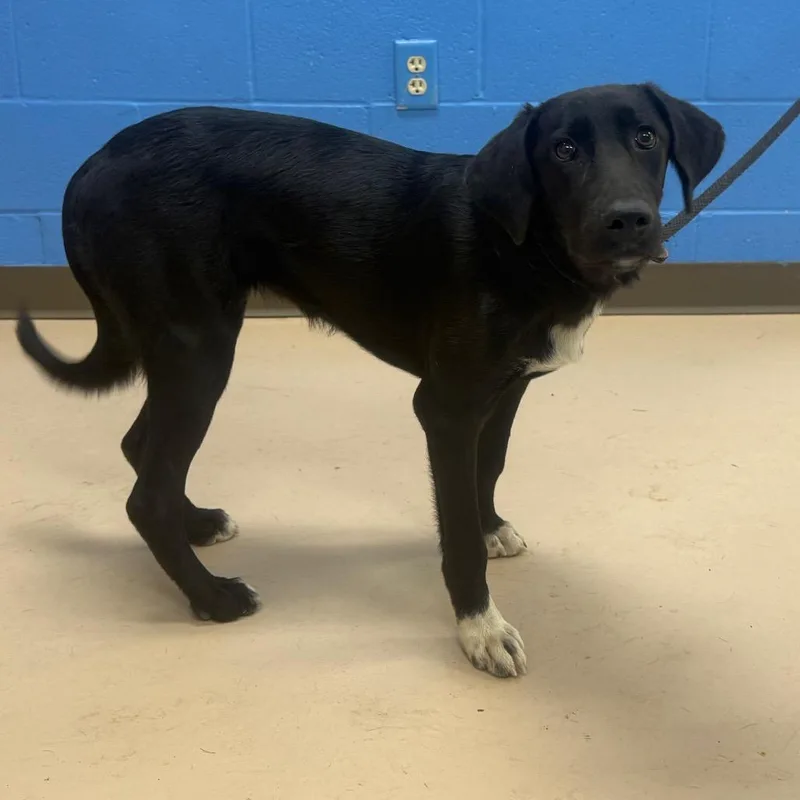 A young medium-sized female Black Labrador Retriever dog named Priscilla for adoption in Pine Bluff, AR