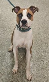 Oscar