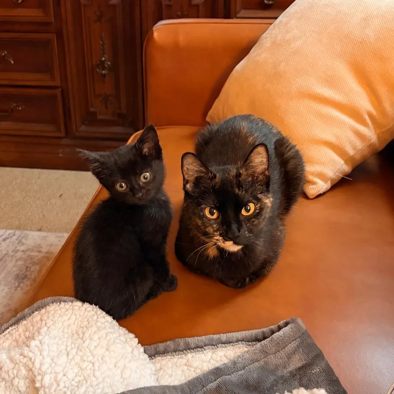 An adult medium-sized female Tortoiseshell Domestic Short Hair cat named Donna for adoption in Evanston, IL