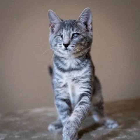 A baby small-sized female Gray / Blue / Silver Domestic Short Hair cat named Steel for adoption in Las Cruces, NM