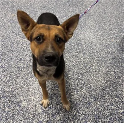 An adult medium-sized female German Shepherd Dog dog named Holly for adoption in Thousand Palms, CA