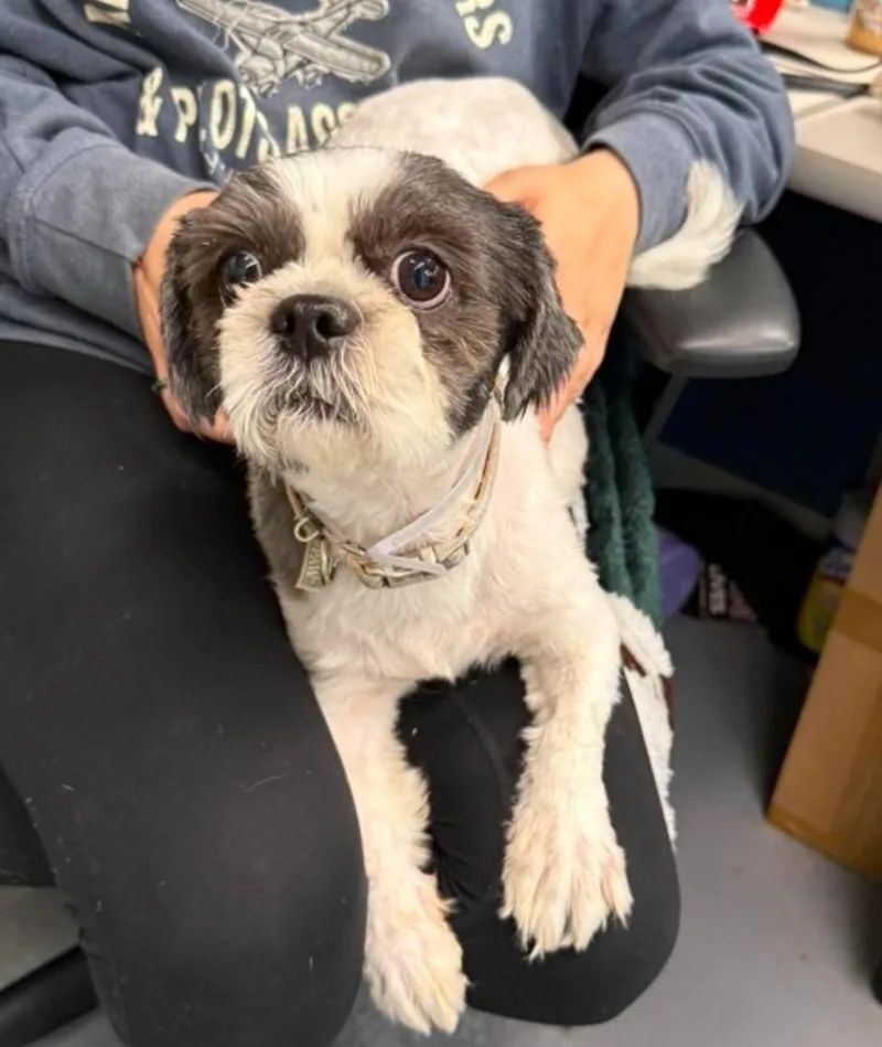 An adult small-sized male Tricolor (Brown, Black, & White) Shih Tzu dog named Morgan for adoption in Sedalia, CO