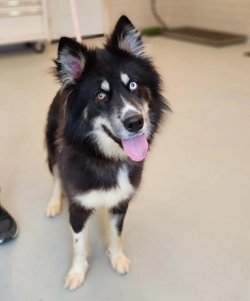 An adult medium-sized female Tricolor (Brown, Black, & White) Mixed Breed dog named Nova for adoption in Wooster, OH