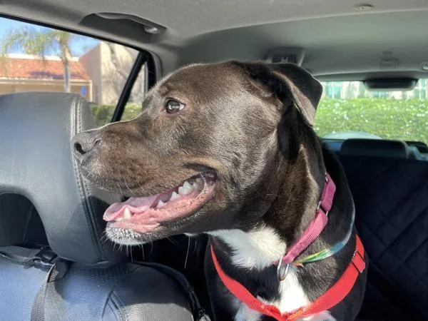 An adult large-sized male Pit Bull Terrier dog named Mr. Fantastic for adoption in San Diego, CA