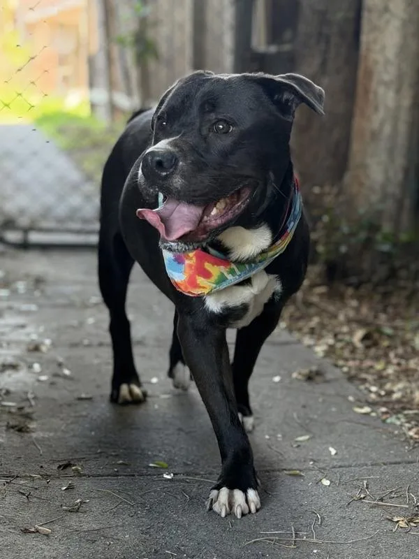 Mr. Fantastic thumbnail 3