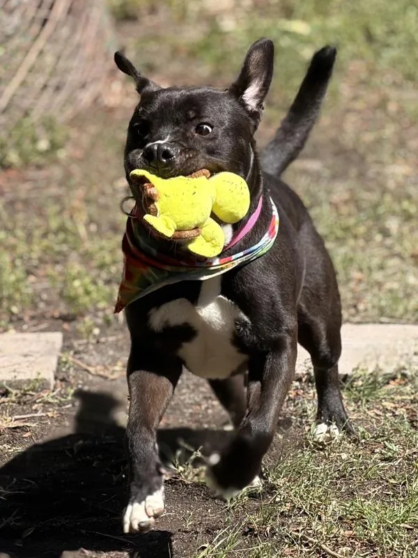 Mr. Fantastic thumbnail 4