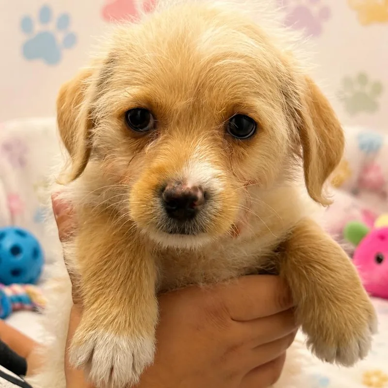 A baby small-sized female Yellow / Tan / Blond / Fawn Mixed Breed dog named Kailani for adoption in Fresno, CA