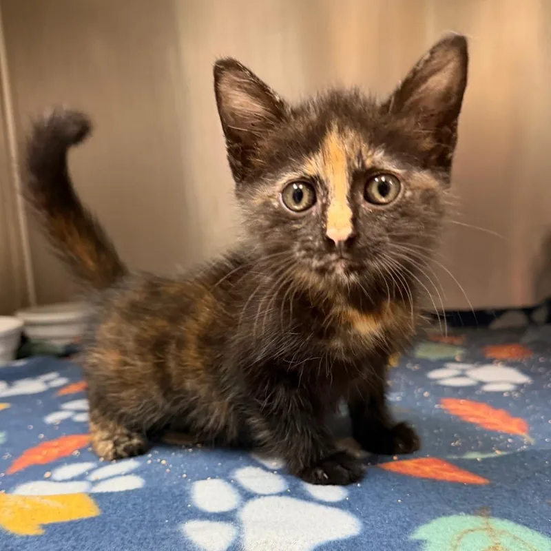 A baby small-sized female Tortoiseshell Domestic Medium Hair cat named Blarney Stone for adoption in Bryan, TX