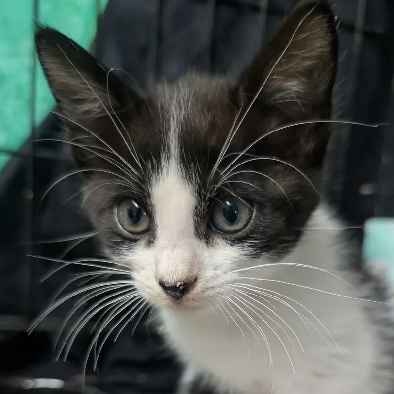 A baby medium-sized female Black Domestic Short Hair cat named Emma for adoption in San Diego, CA