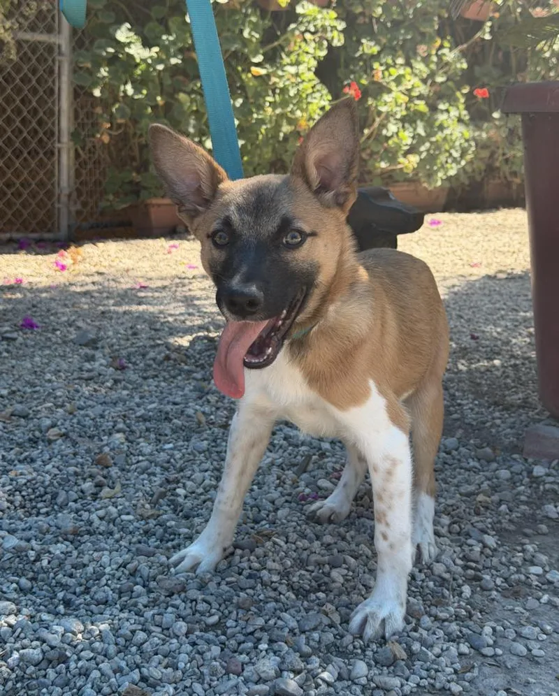 A baby medium-sized male White / Cream Cattle Dog dog named Urkle for adoption in Manhattan, NY