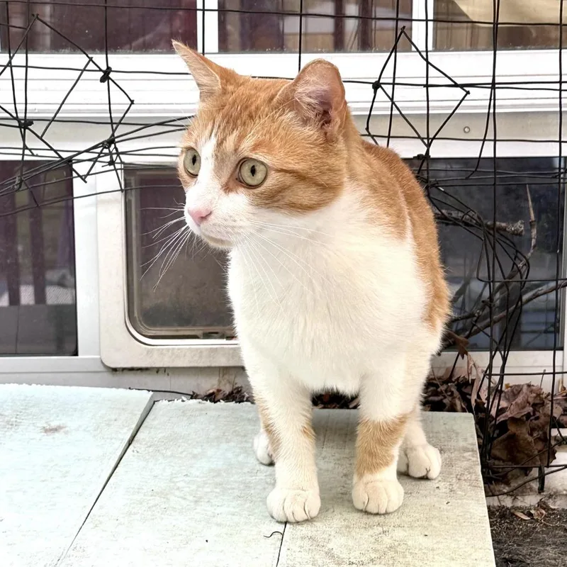 An adult medium-sized male White Domestic Short Hair cat named Peanut Butter for adoption in Fairfax Station, VA