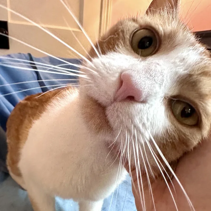 Peanut Butter thumbnail 2