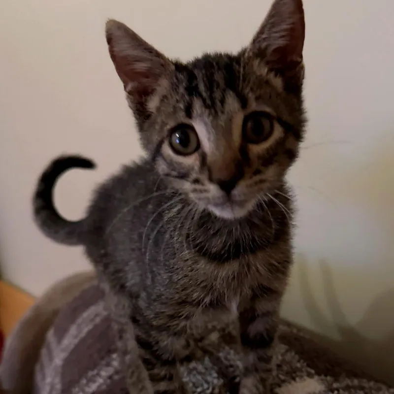 A baby small-sized male Brown / Chocolate Domestic Short Hair cat named Jack for adoption in Green Bay, WI