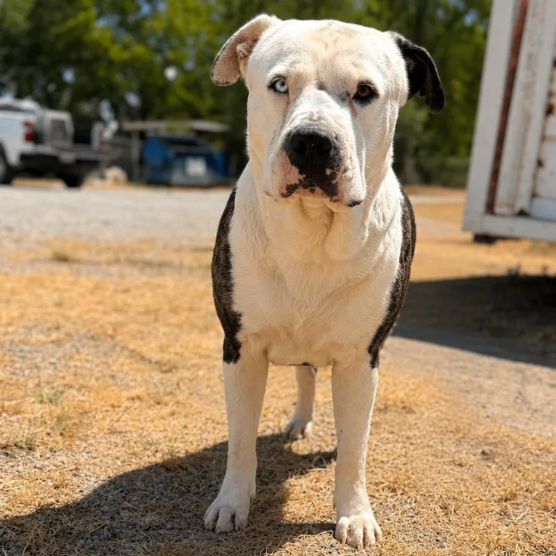 An adult extra large-sized male White / Cream American Bulldog dog named Sopapilla Cheesecake D for adoption in Corsicana, TX