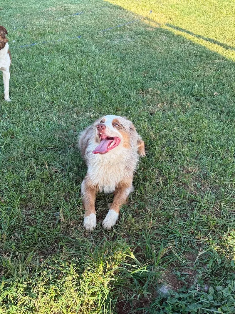 A young medium-sized male Australian Shepherd dog named Gus for adoption in Houston, TX