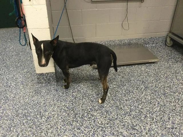 An adult medium-sized male Bull Terrier dog named A for adoption in Thousand Palms, CA
