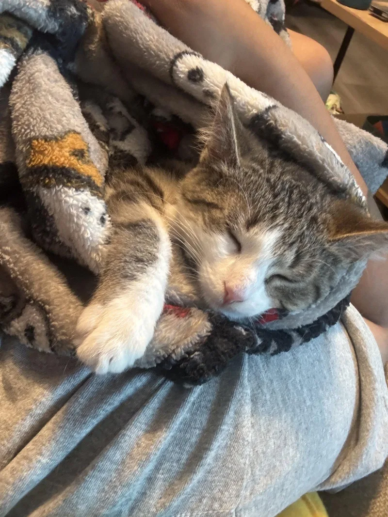 A baby medium-sized male Domestic Short Hair cat named Squeak for adoption in Walled Lake, MI