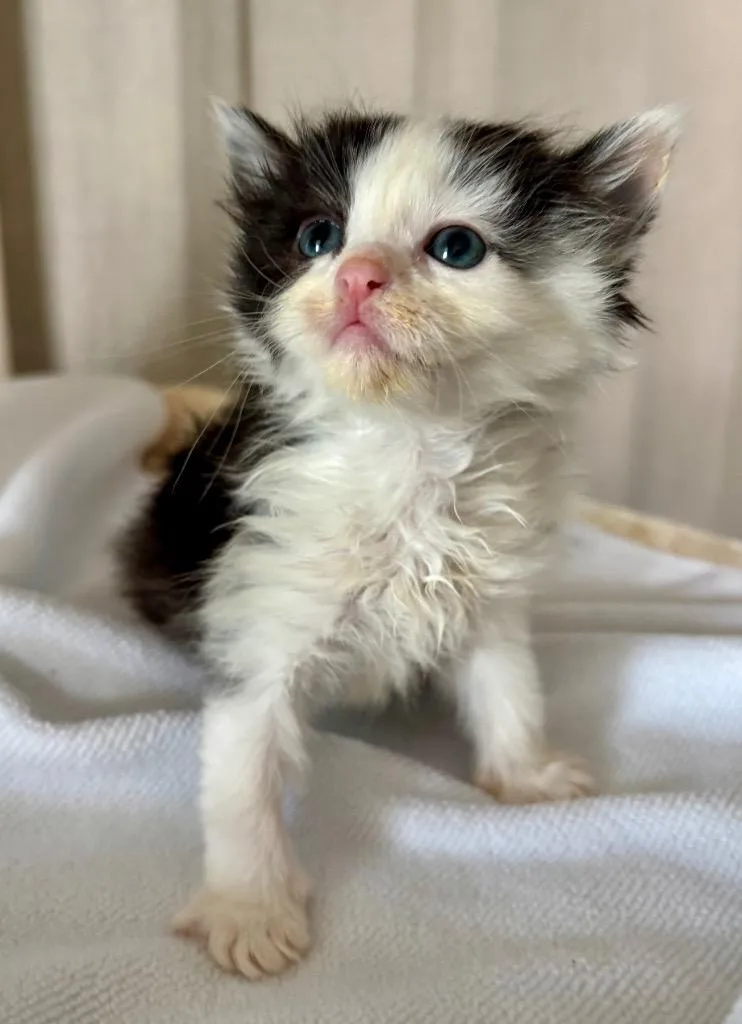 A baby medium-sized female Domestic Short Hair cat named Shawnee for adoption in San Pedro, CA