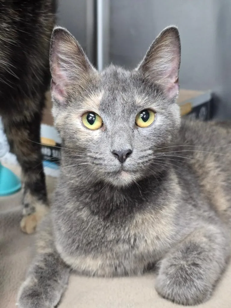 A young medium-sized female Domestic Short Hair cat named Sydney for adoption in Danielsville, GA