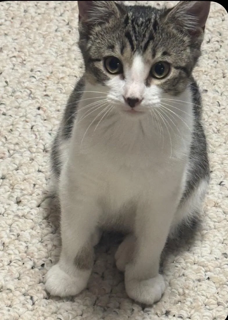 A baby small-sized female Domestic Short Hair cat named Charlotte for adoption in Randolph, AL